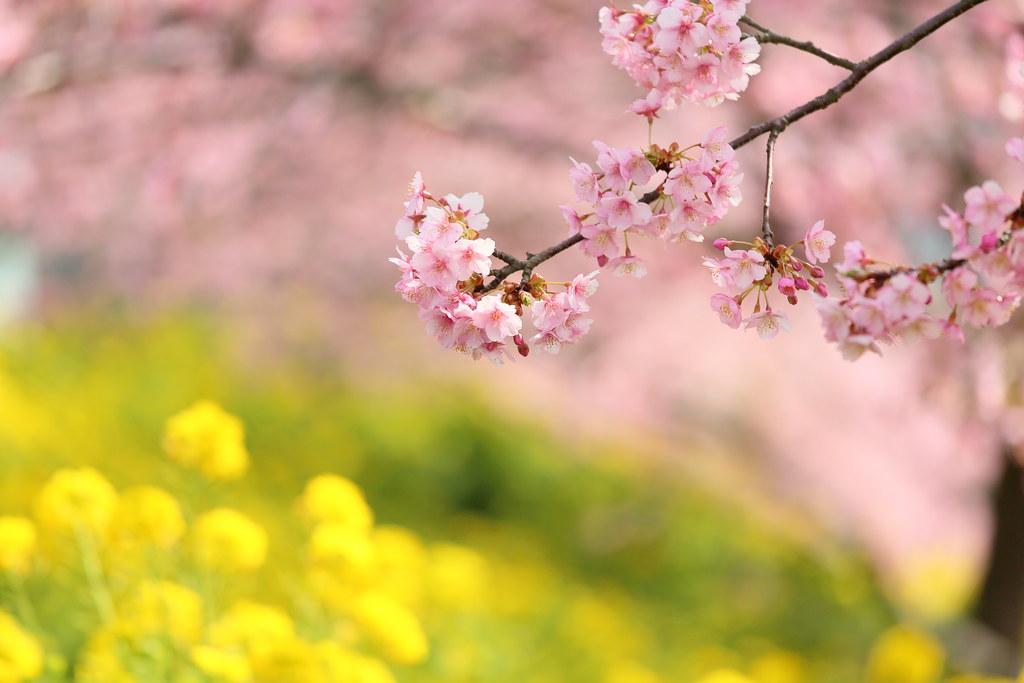 花粉症に鍼灸治療で体質改善☯