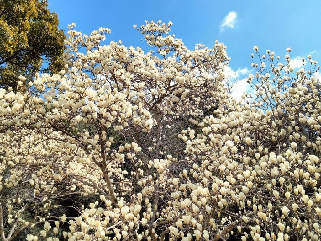 子どもの花粉症と小児はり